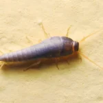 Si encuentras estos insectos plateados en casa, es por este mal hábito