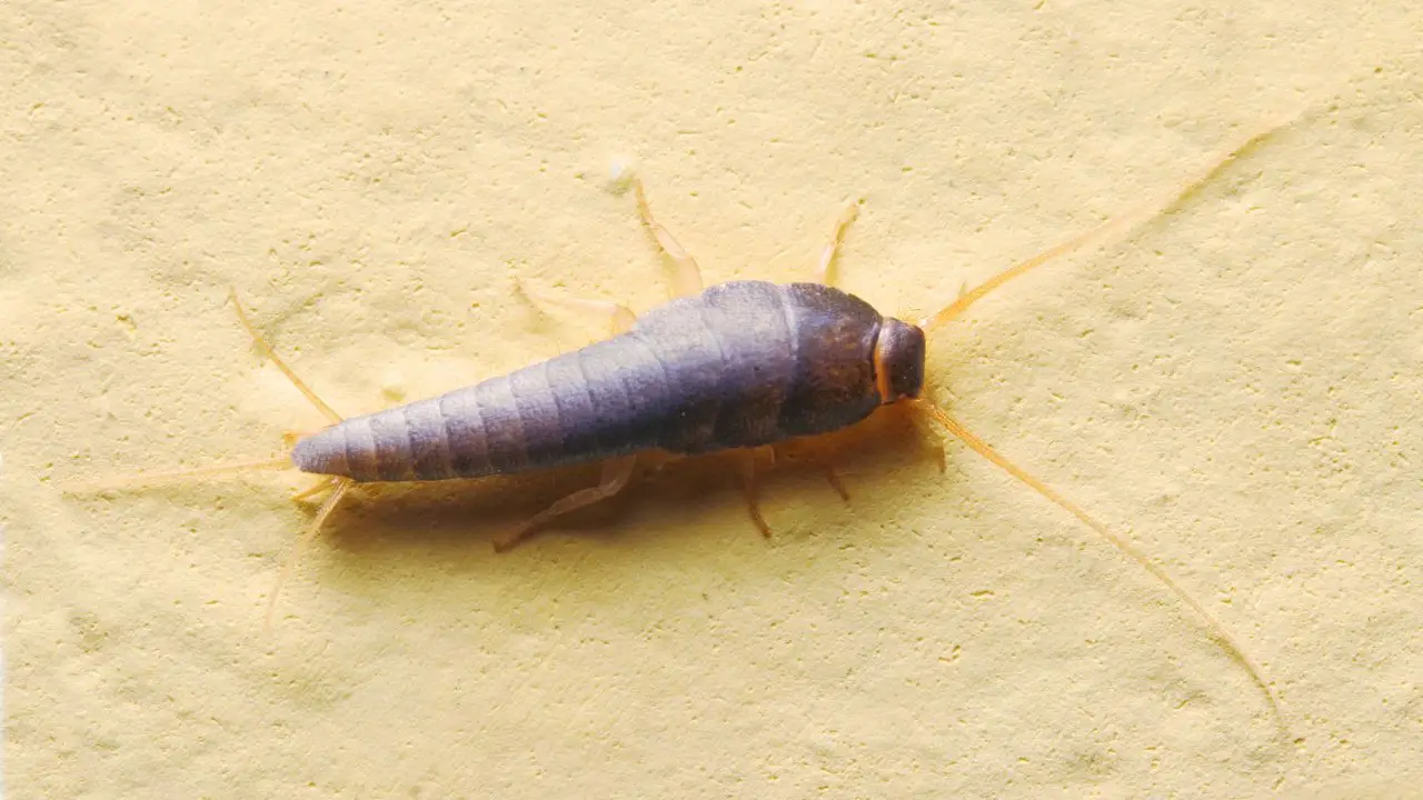 Si encuentras estos insectos plateados en casa, es por este mal hábito