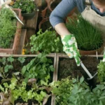 Qué plantar en septiembre para un huerto productivo incluso con calor