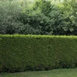 El arbusto aromático que protege tu jardín de plagas sin pesticidas