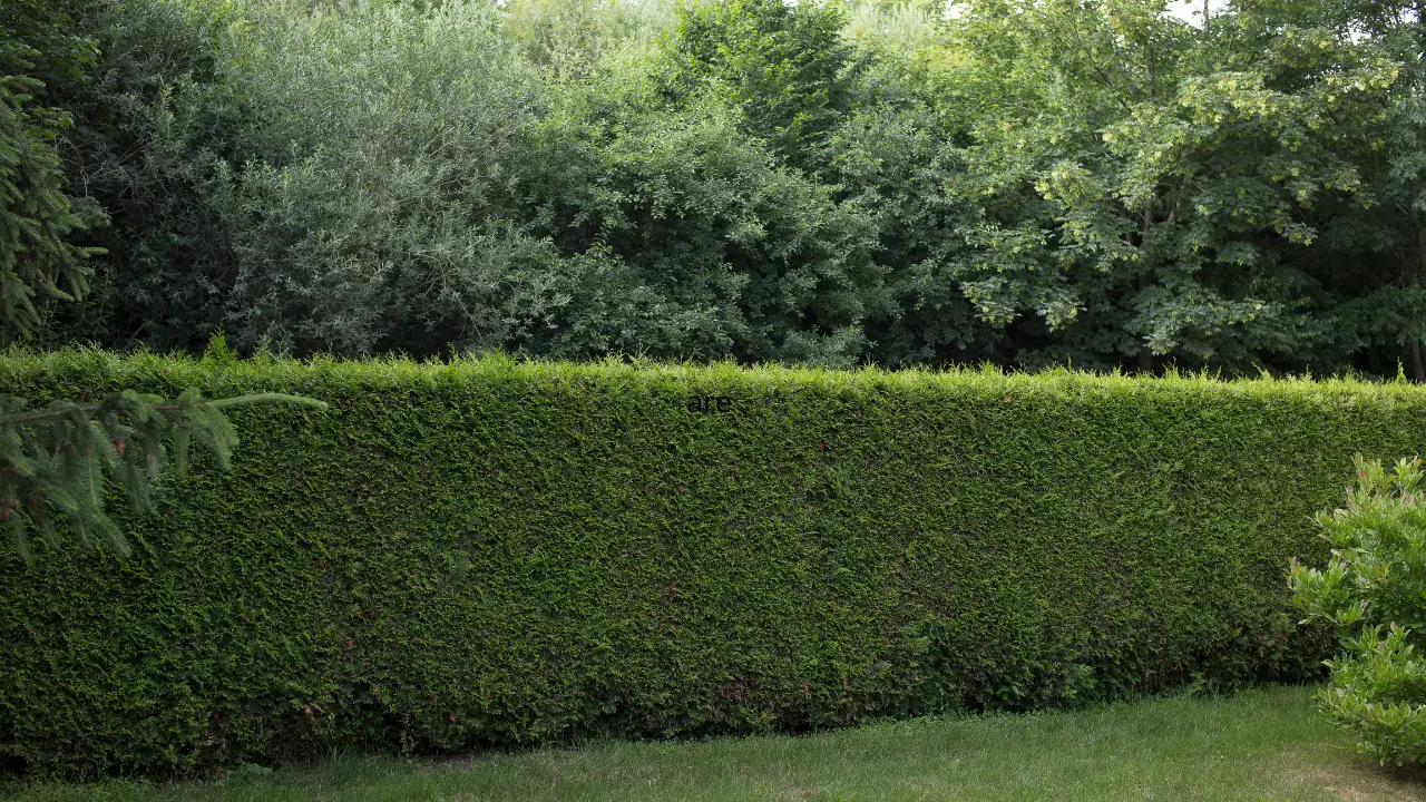 El arbusto aromático que protege tu jardín de plagas sin pesticidas